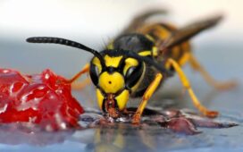 Welche Mittel helfen gegen Wespen?