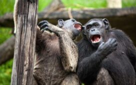 Sprache der Schimpansen