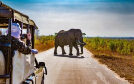 Safari in Südafrika