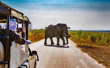 Safari in Südafrika