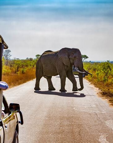 Safari in Südafrika