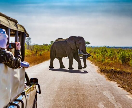 Safari in Südafrika