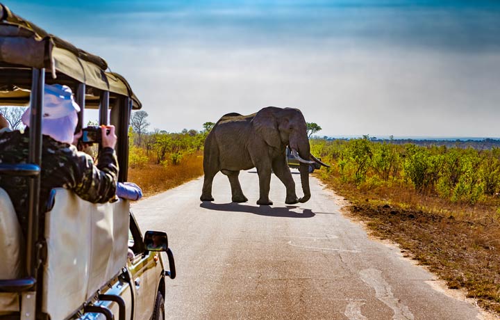 Safari in Südafrika