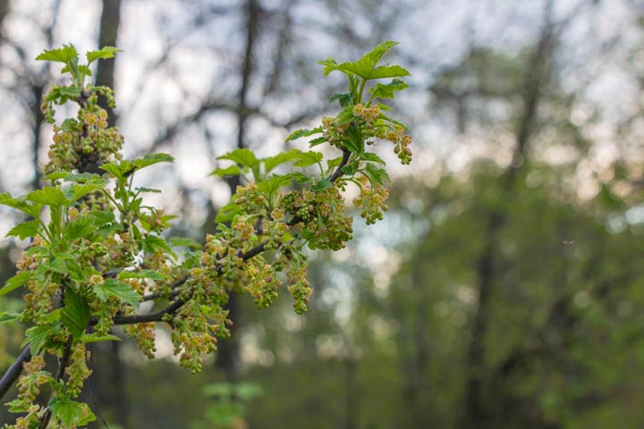 Blüten von Beerensträuchern