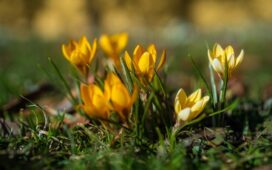 Erste Frühlingsboten im Garten