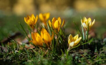 Erste Frühlingsboten im Garten