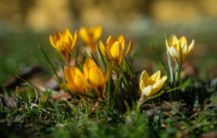 Erste Frühlingsboten im Garten