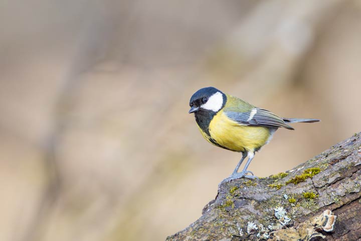 Tiere als Frühlingsboten